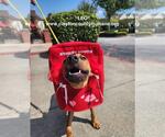 Leo - Male American Pit Bull Terrier-German Shepherd Dog Mix Dog for Adoption - Small photo