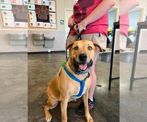 Labrador Retriever-Unknown Mix Dogs for adoption in Rockwall, TX, USA