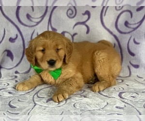 Golden Retriever Puppy for sale in LANCASTER, PA, USA