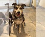 Small Catahoula Leopard Dog