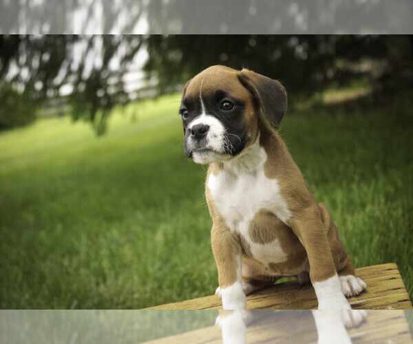 Medium Photo #5 Boxer Puppy For Sale in SHIPSHEWANA, IN, USA