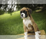 Small #4 Boxer