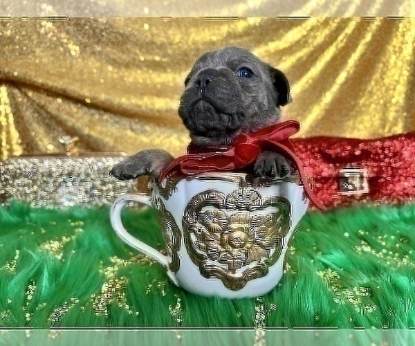 Medium Photo #69 French Bulldog Puppy For Sale in HAYWARD, CA, USA