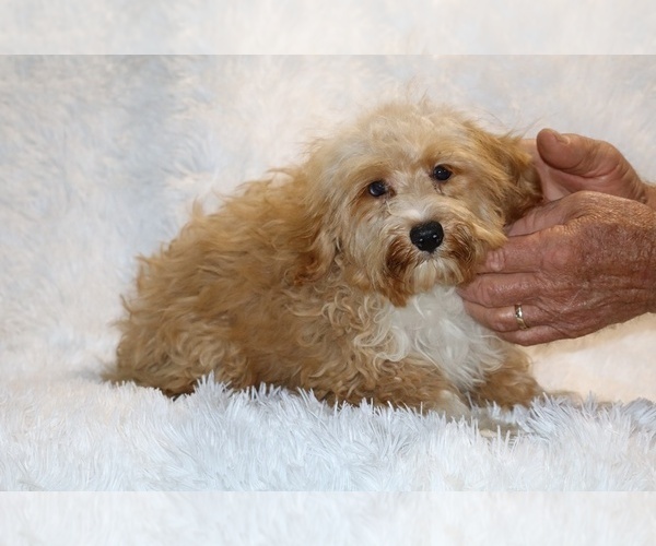 Medium Photo #15 Cockapoo (Miniature) Puppy For Sale in DYERSBURG, TN, USA
