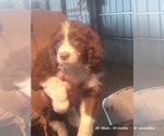 Small Photo #12 Aussiedoodle Puppy For Sale in BRIGHTON, CO, USA