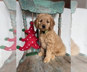 Goldendoodle (Miniature) Puppy for sale in WEST POINT, KY, USA