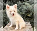 Small #1 Pomeranian