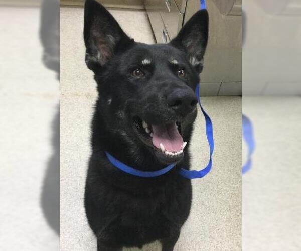 Medium Photo #3 German Shepherd Dog-Unknown Mix Puppy For Sale in Riverside, CA, USA