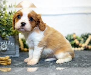 Medium Cavalier King Charles Spaniel