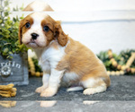Puppy Casper Cavalier King Charles Spaniel
