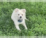 Small Photo #5 Pomeranian Puppy For Sale in BOSTON, MA, USA
