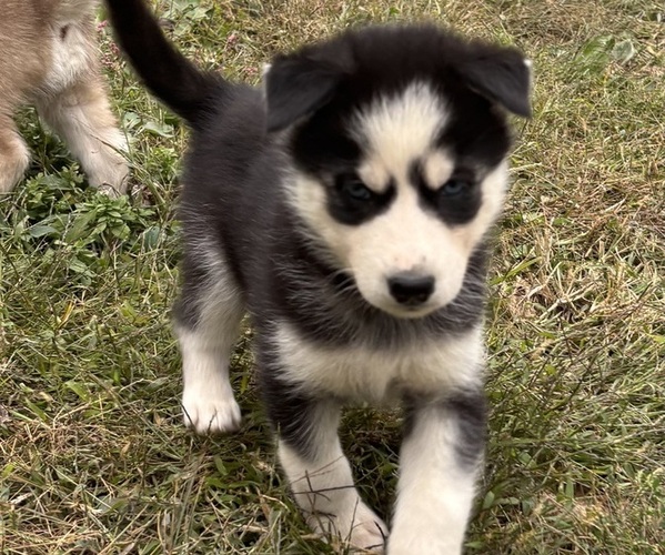 Medium Photo #10 Siberian Husky Puppy For Sale in WORTHINGTON, KY, USA