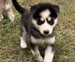 Small #9 Siberian Husky
