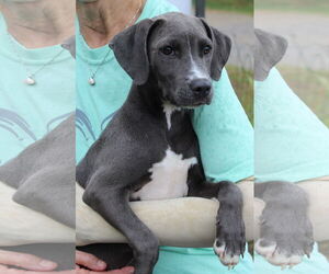 Retriever -Unknown Mix Dogs for adoption in Prattville, AL, USA