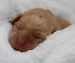 Puppy Sierra Labrador Retriever