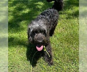 Aussiedoodle Dogs for adoption in Scottsboro, AL, USA