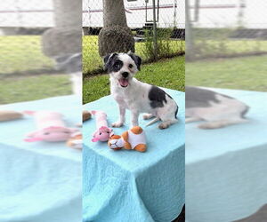Shih Tzu Dogs for adoption in Weston, FL, USA