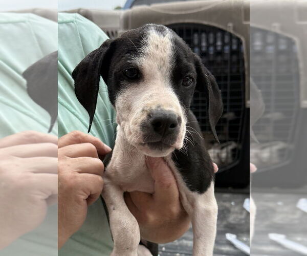 Medium Photo #3 Mutt Puppy For Sale in Bolivar, MO, USA