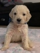 Small Photo #32 Goldendoodle Puppy For Sale in VACAVILLE, CA, USA