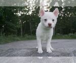Puppy 1 American Bully-Unknown Mix