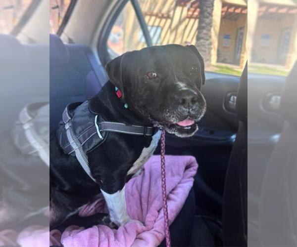 Medium Photo #3 Mutt Puppy For Sale in Chula Vista, CA, USA