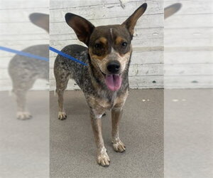 Mutt Dogs for adoption in San Bernardino, CA, USA