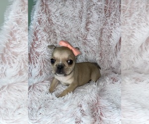 Faux Frenchbo Bulldog Puppy for sale in BEECH GROVE, IN, USA