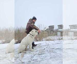 Central Asian Shepherd Dog Puppy for Sale in Winnipeg, Manitoba Canada
