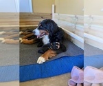 Small Photo #1 Bernese Mountain Dog Puppy For Sale in BRIDGEPORT, WV, USA
