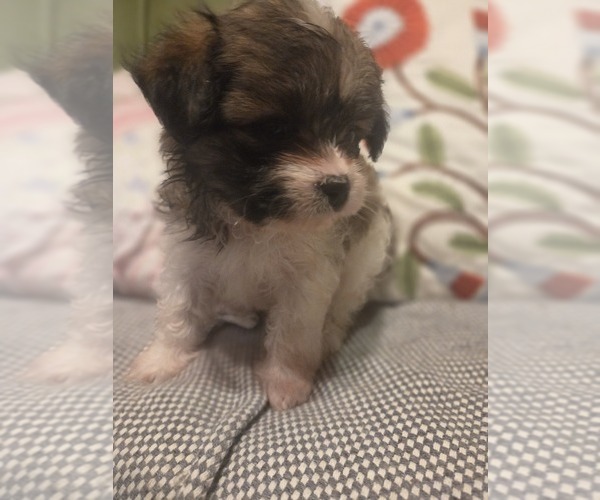 Medium Photo #22 Maltipom Puppy For Sale in HUDSON, MA, USA