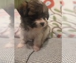 Small #21 Maltipom