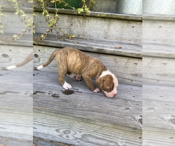 Medium Photo #2 American Bulldog Puppy For Sale in FOLKSTON, GA, USA