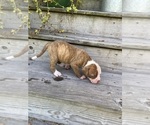 Small #1 American Bulldog