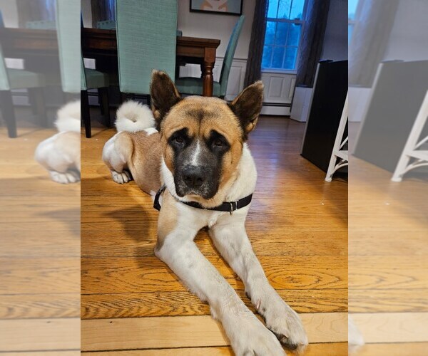 Medium Photo #2 Akita Puppy For Sale in Brooklyn, NY, USA