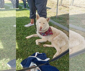Blossom - Female Siberian Husky Dog for Adoption - Photo #10