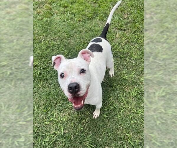 Medium Photo #2 Mutt Puppy For Sale in Plano, TX, USA