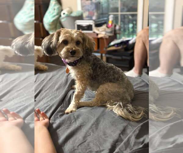 Medium Photo #3 Poodle (Miniature)-Unknown Mix Puppy For Sale in Spring Lake, NC, USA