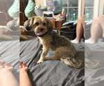 Small #2 Poodle (Miniature) Mix