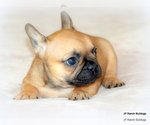 Small #3 French Bulldog