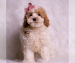 Small #4 Goldendoodle (Miniature)