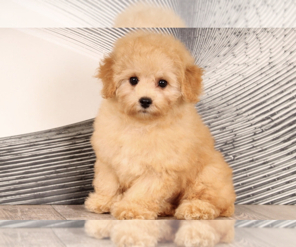Medium Photo #1 Bichpoo Puppy For Sale in WESTPOINT, IN, USA