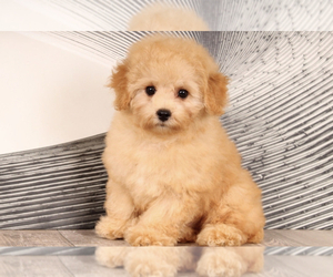 Bichpoo Puppy for sale in WESTPOINT, IN, USA