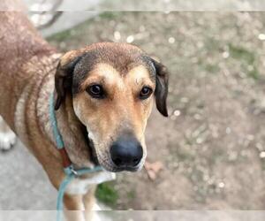 German Shepherd Dog-Unknown Mix Dogs for adoption in Tulsa, OK, USA