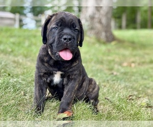 Cane Corso Puppy for sale in NEWTON, NJ, USA