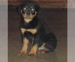 Small Photo #12 Rottweiler Puppy For Sale in APPLE CREEK, OH, USA