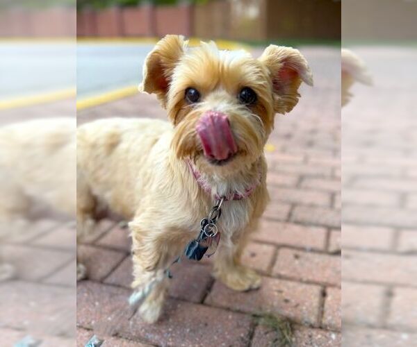 Medium Photo #3 Mutt Puppy For Sale in Arlington, VA, USA