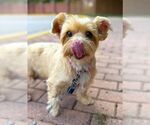 Small Photo #3 Mutt Puppy For Sale in Arlington, VA, USA