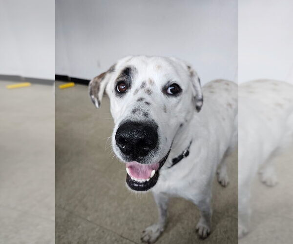 Medium Photo #2 Great Pyrenees-Unknown Mix Puppy For Sale in Brewster, NY, USA