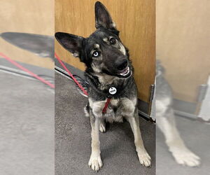 German Shepherd Dog-Unknown Mix Dogs for adoption in Forestville, MD, USA