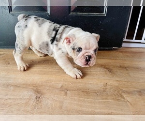 English Bulldog Puppy for sale in COLTON, CA, USA